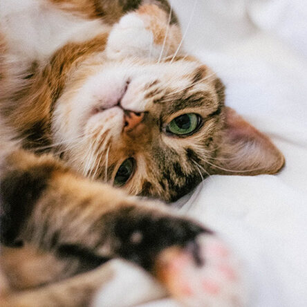 Adopt a Cat Cat lying on back
