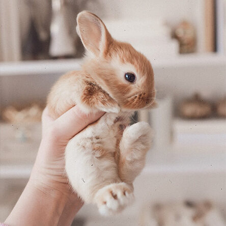 Adopt a Critter Hand holding up baby bunny