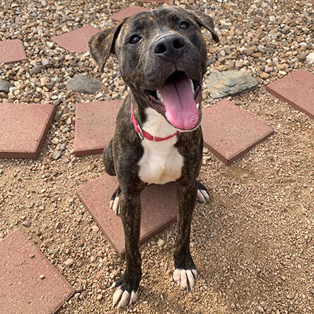 Adopt a Dog Image of Dog