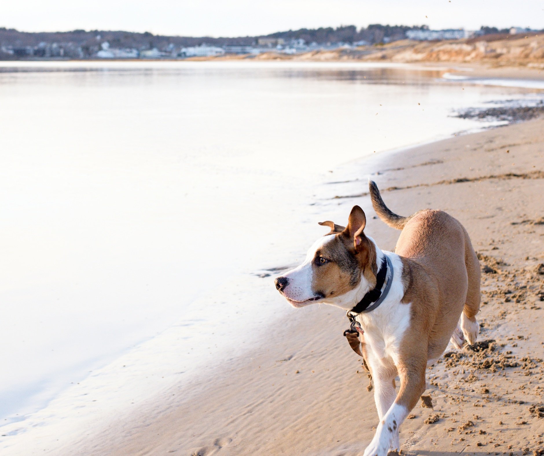 Dog walking on beach