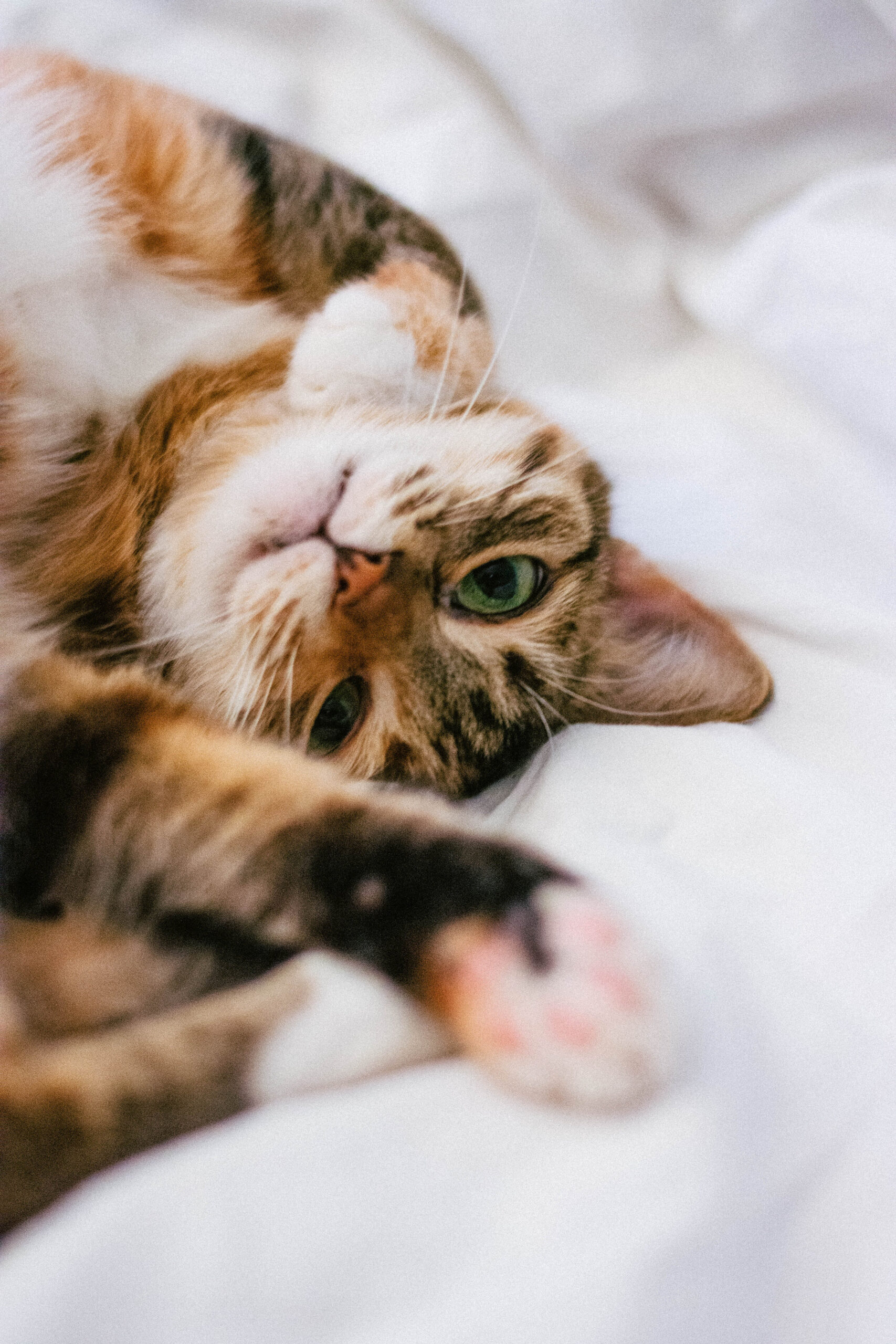 Cat lying on back