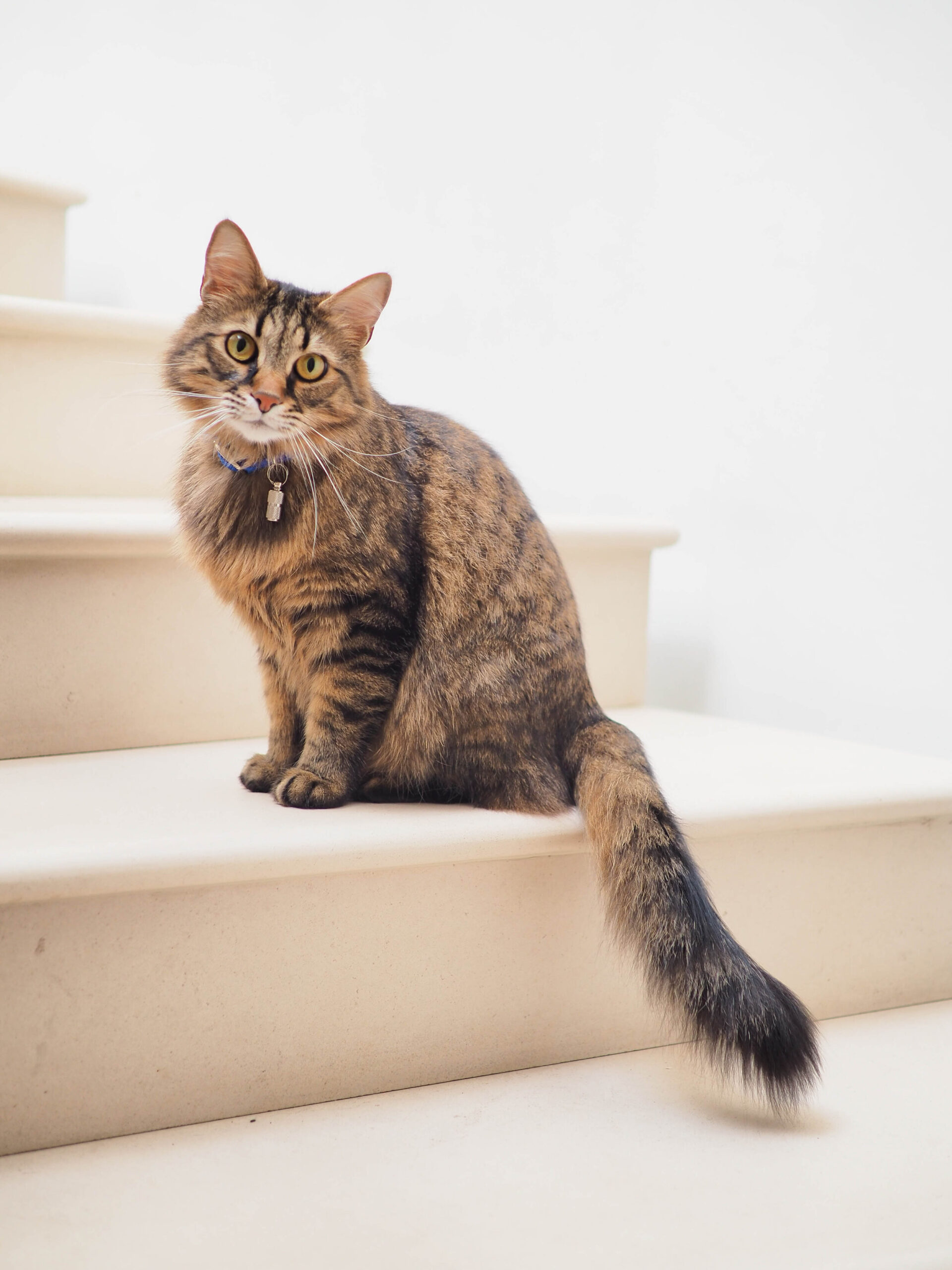 Cat sitting on stairs