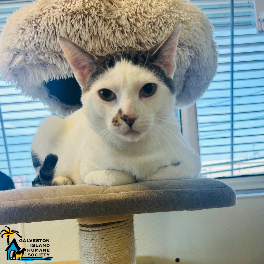 Pets of the week - Sage Image of Sage the cat