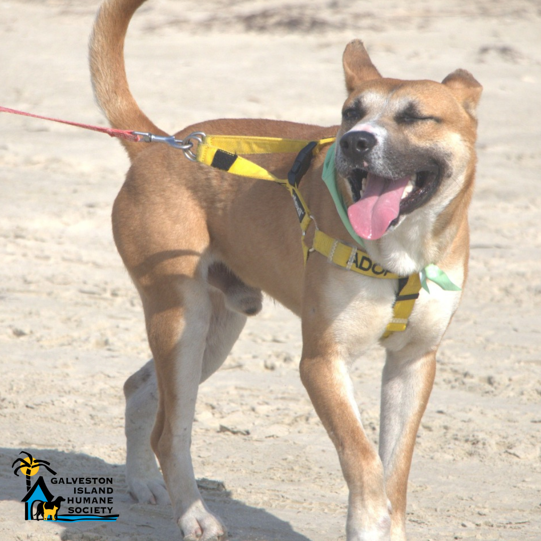 Pets of the week - Prince Harry Image of Prince Harry the dog