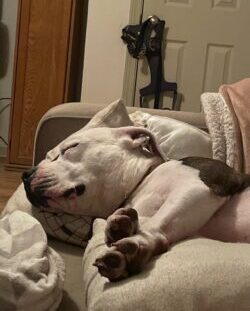 Adoption Bruno1 Bruno sleeping on owner's couch