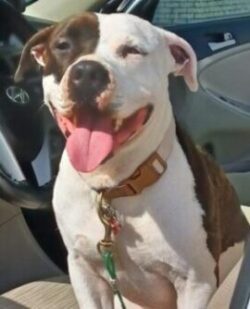 Adoption Bruno2 Bruno in owners car