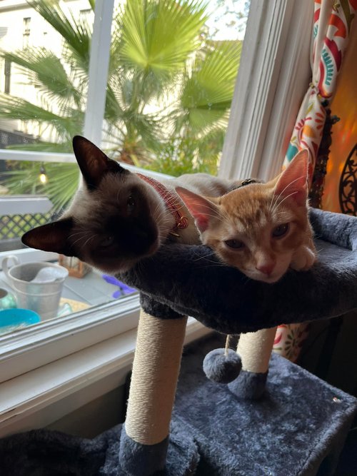 Adoption Gillie Millie1 Gille and Millie cats lying together