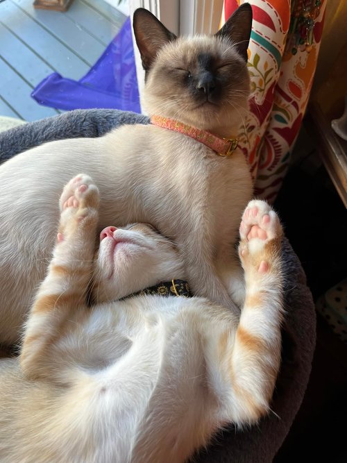 Adoption Gillie Millie3 Gillie and Millie cats lying together