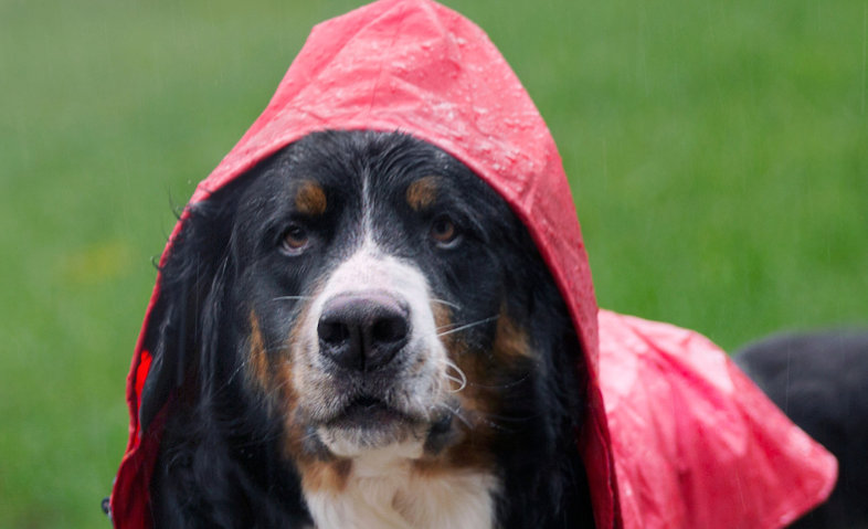 foster-form-raincoat-dog-crop Image of pets