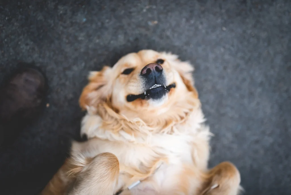 foster-smiling-dog Donate text image link
