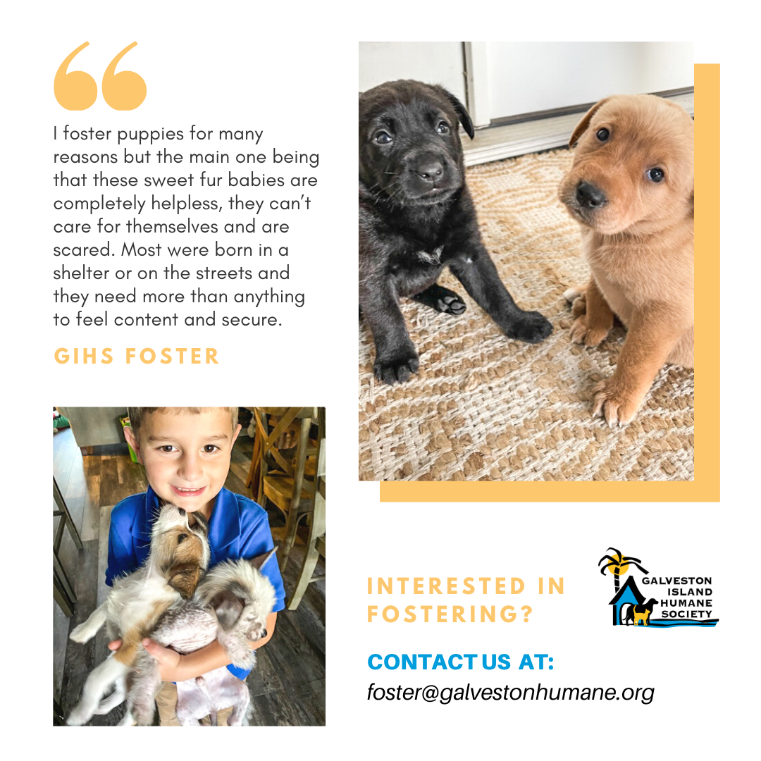 foster-testimonial-p3