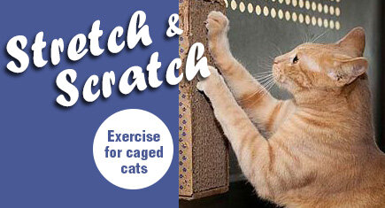 scratch giving