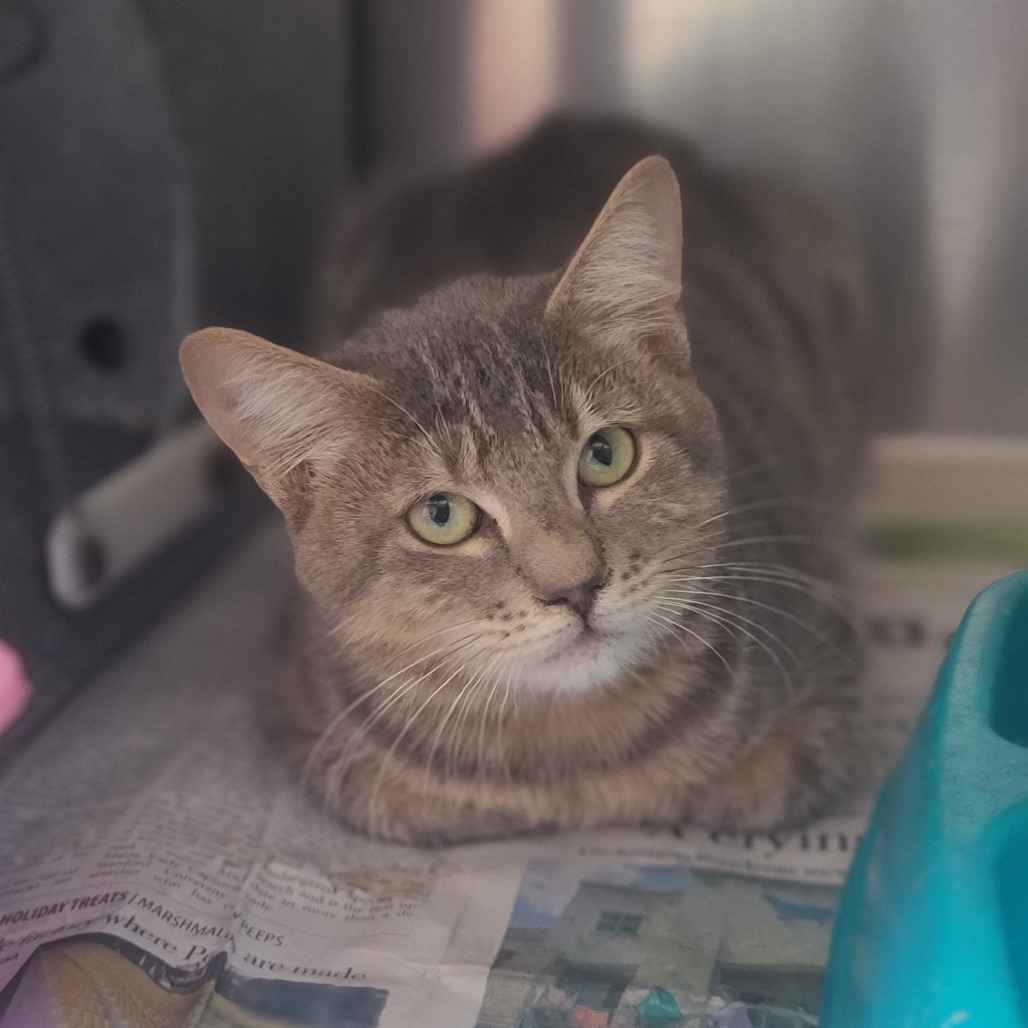 56261265ef000323b71eba36996ecab3 Image of Sage the cat