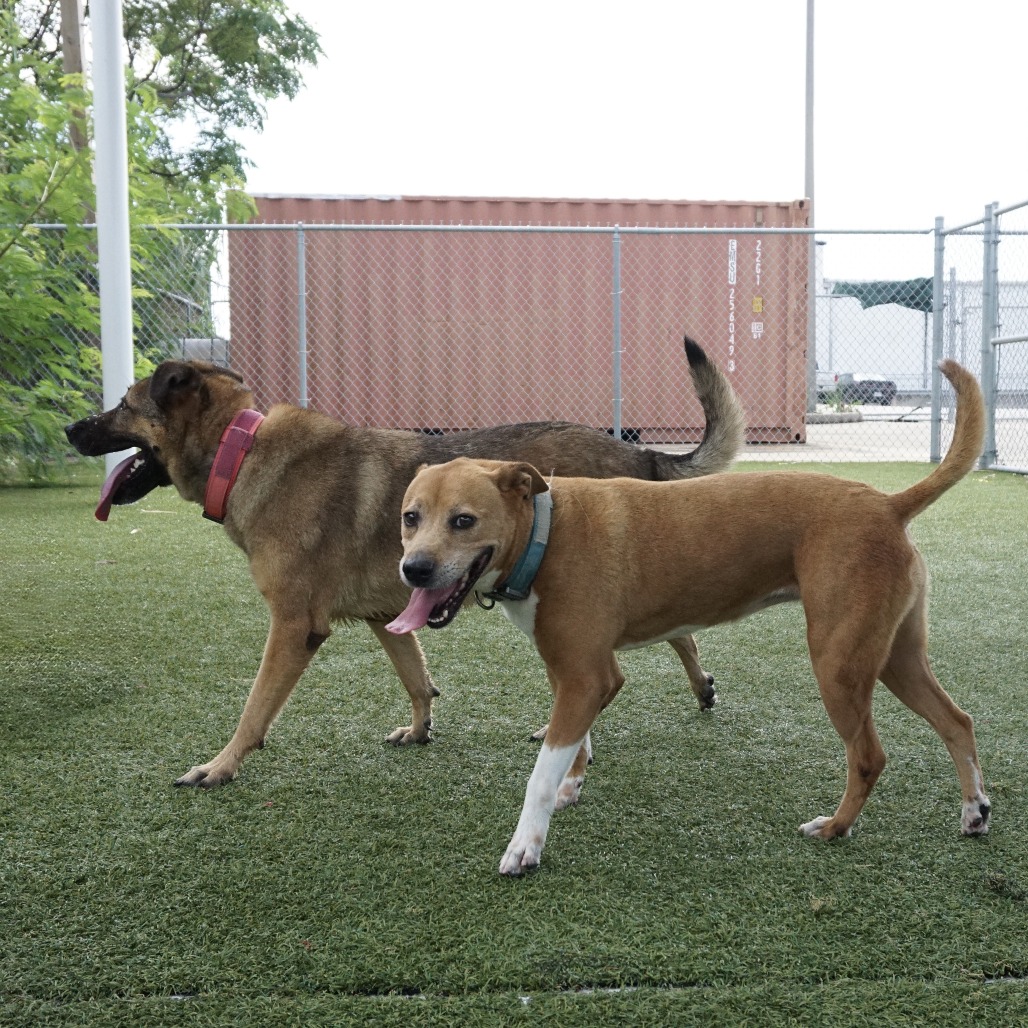 d522557e64a984527f71022a94fb86f3 Image of Prince Harry the dog