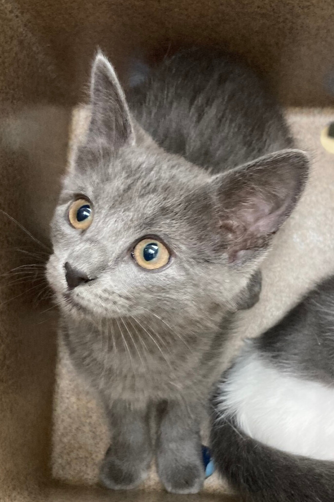 Bruno sleeping on owner's couch