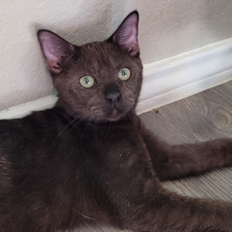 Image of Sage the cat