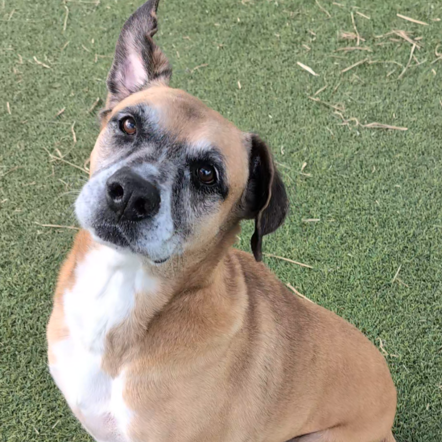 Dog walking on beach