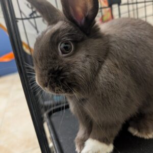 Hand holding up baby bunny