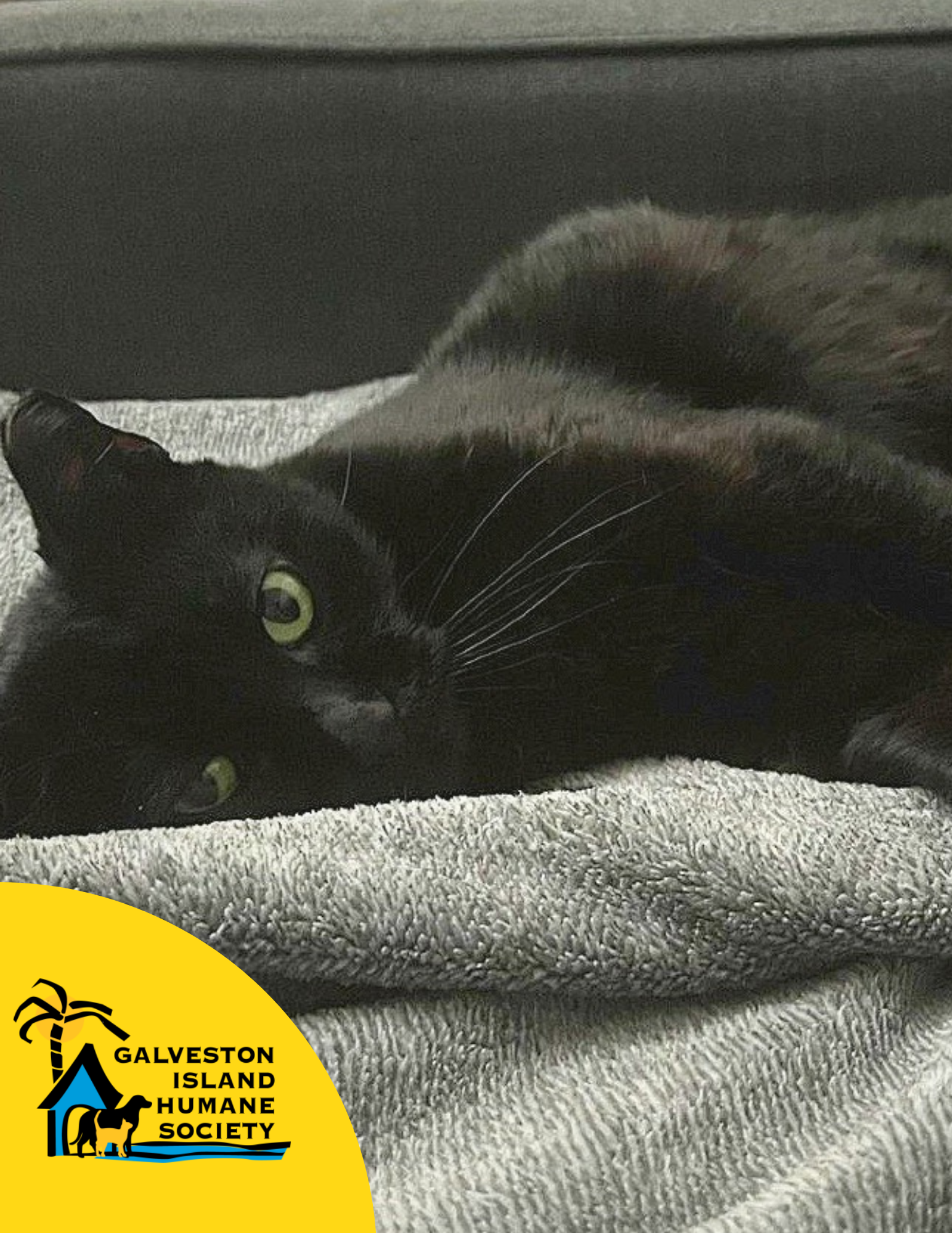 Image of Sage the cat