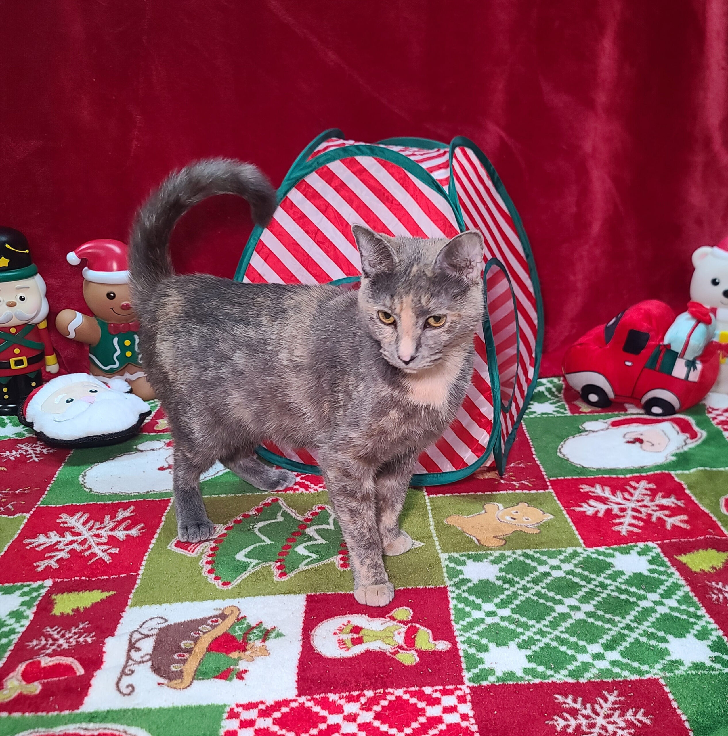 Image of Sage the cat