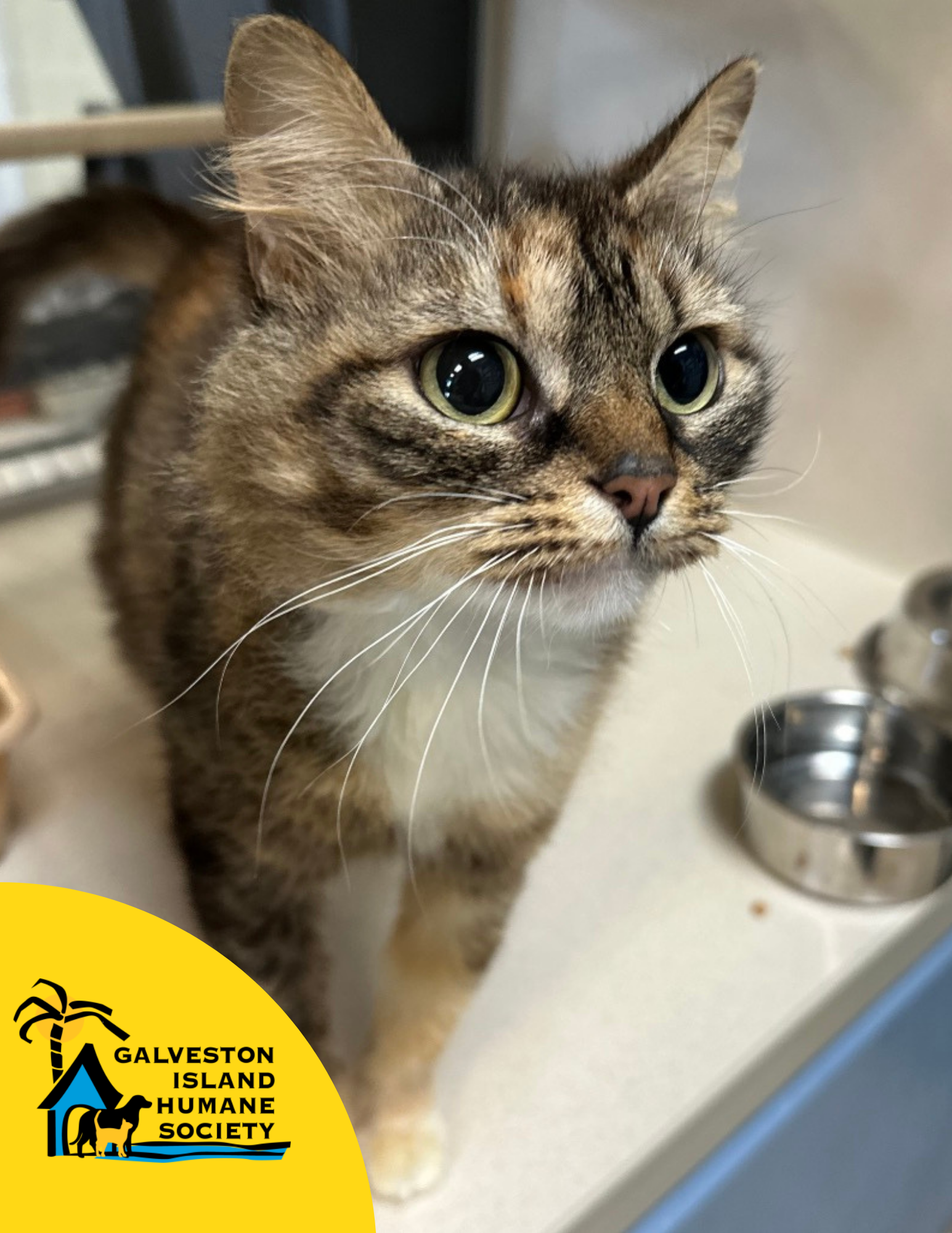 Image of Sage the cat