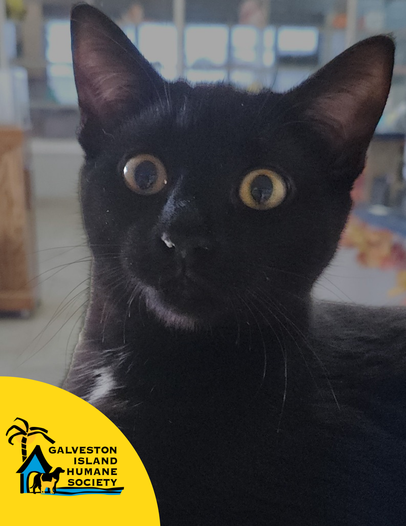 Image of Sage the cat