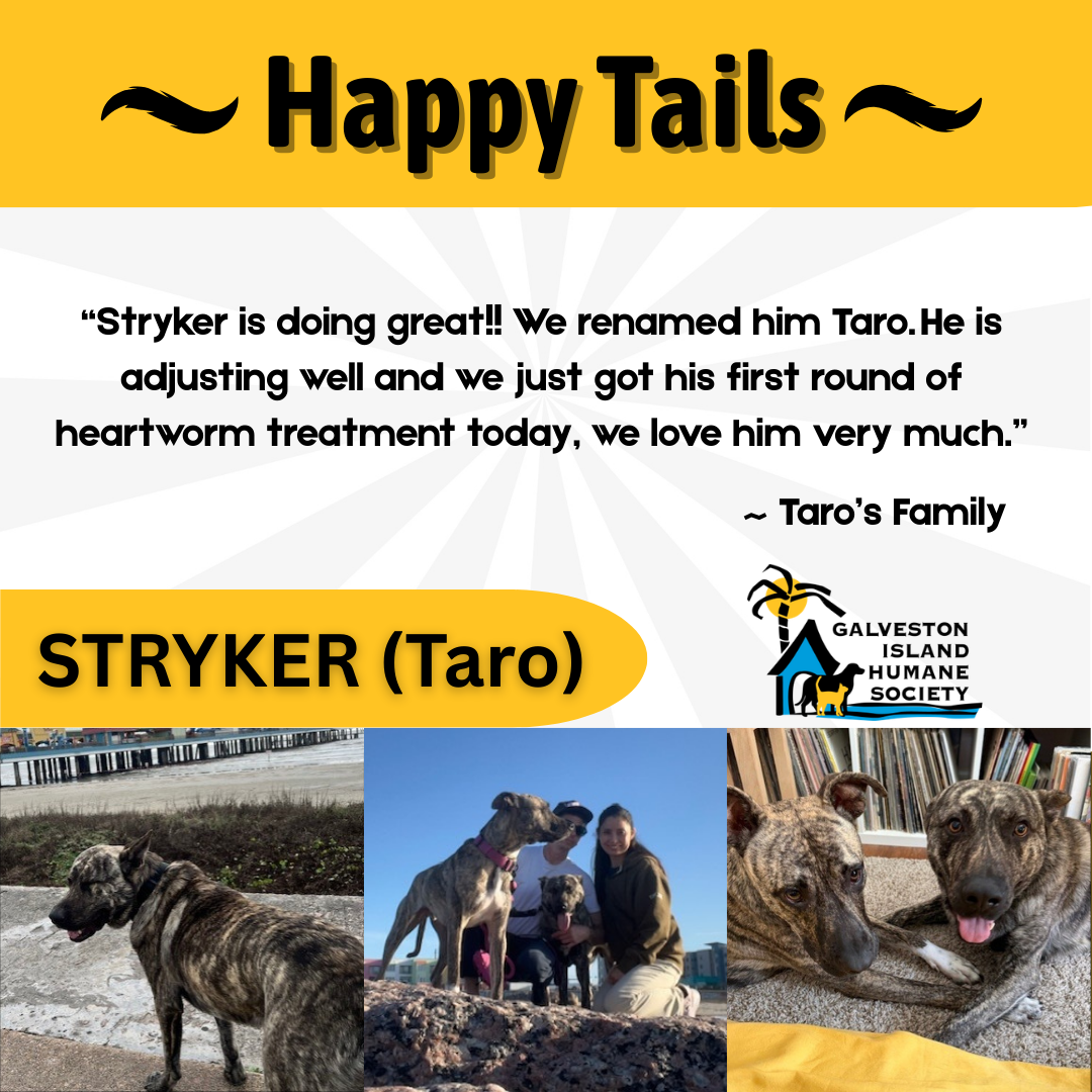 Gille and Millie cats lying together