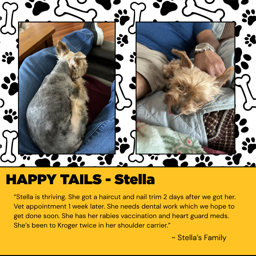 Gille and Millie cats lying together