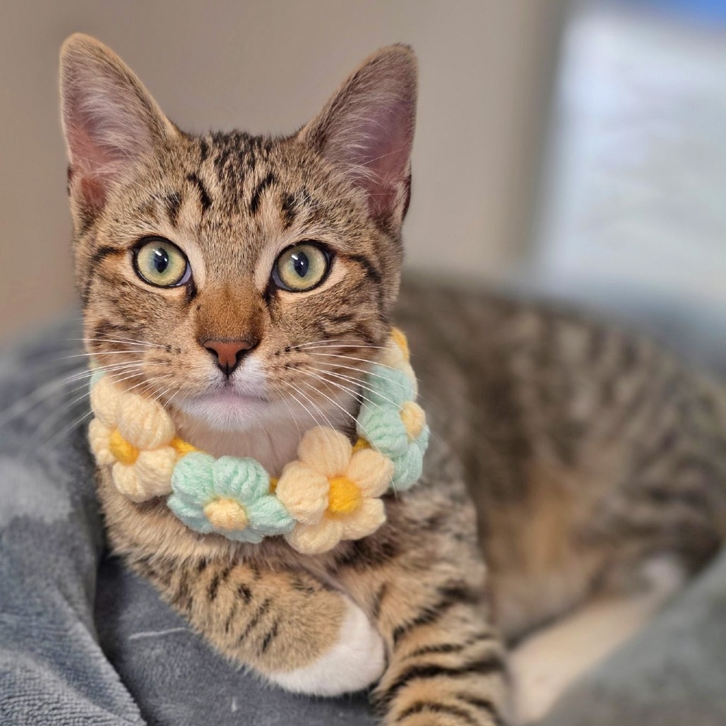 Image of Sage the cat