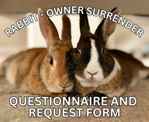 RABBIT - OWNER SURRENDER