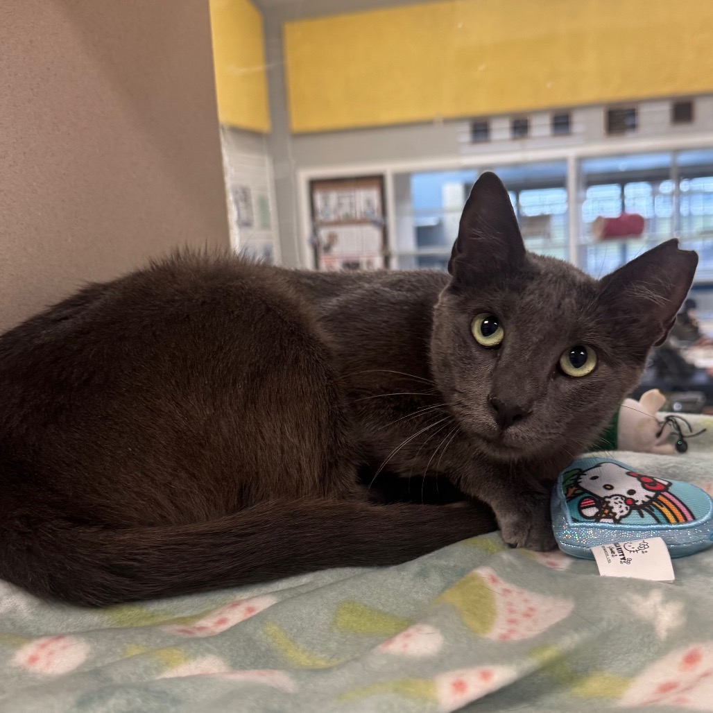 Image of Sage the cat
