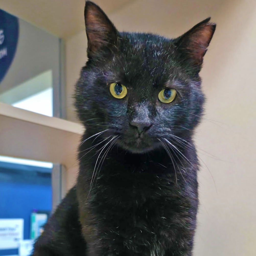 Image of Sage the cat