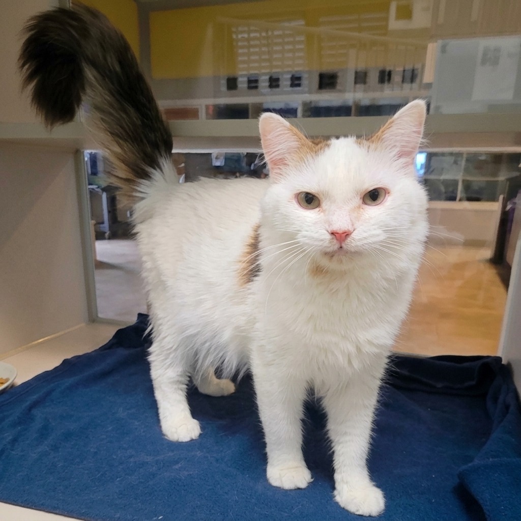 Image of Sage the cat