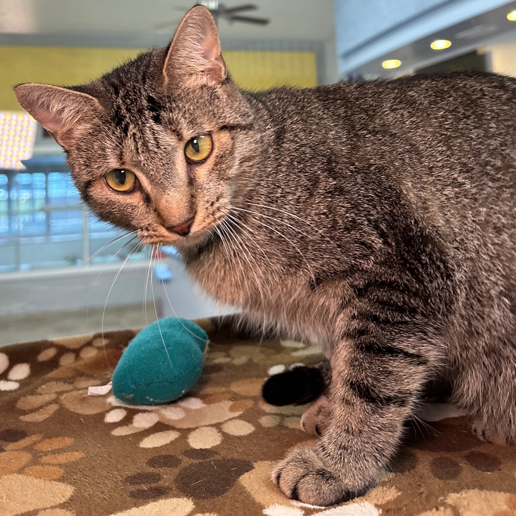 Image of Sage the cat