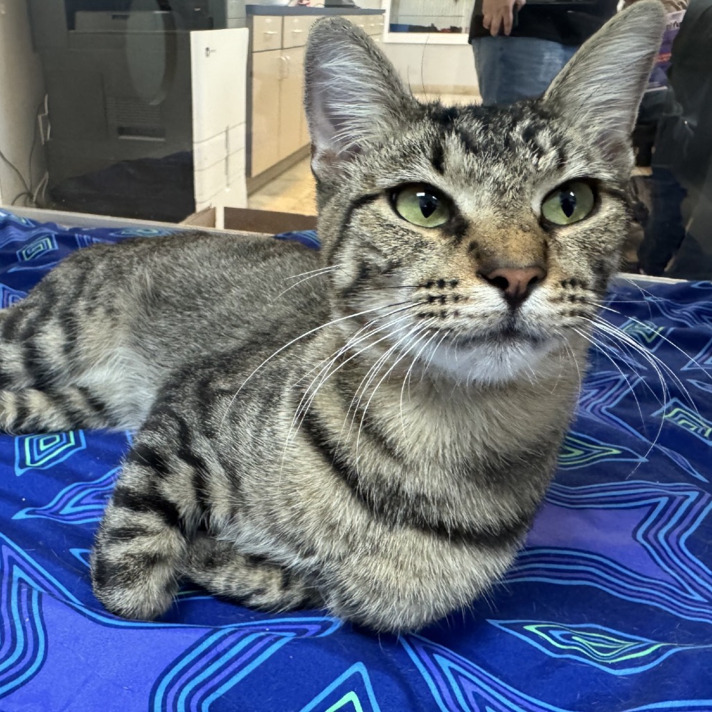 Image of Sage the cat