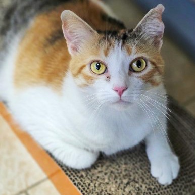 Image of Sage the cat