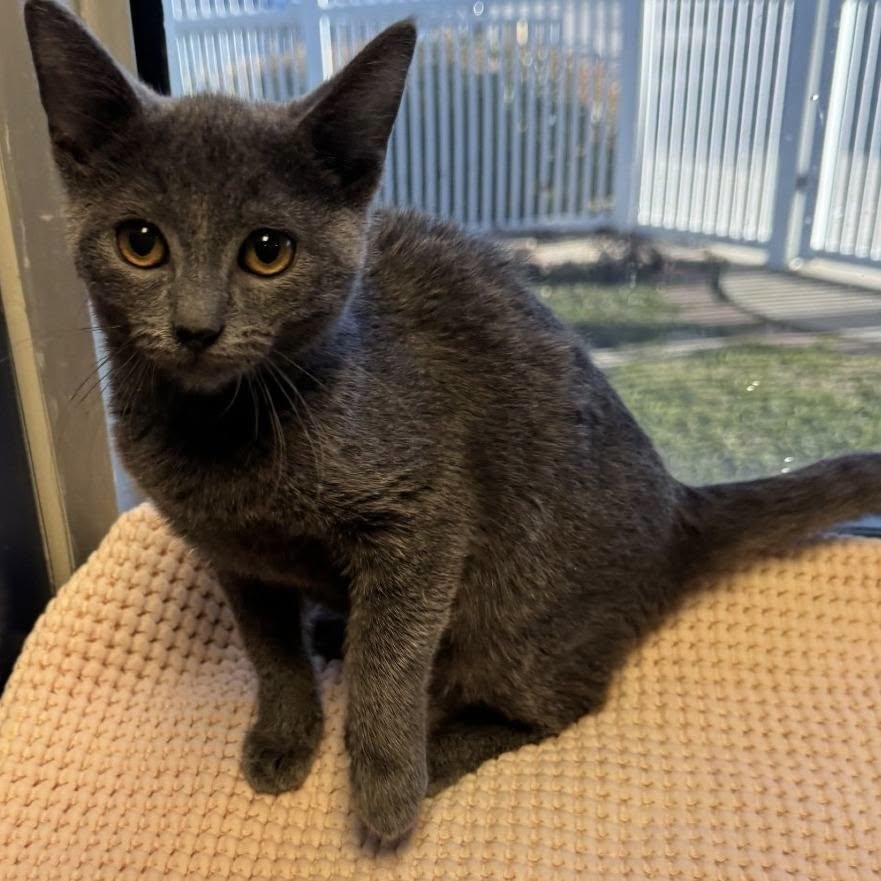 Image of Sage the cat